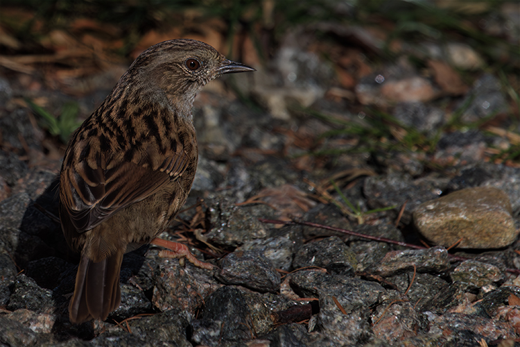 Dunnock Prunella modularis on stones
